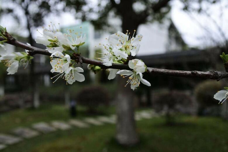 Xitang Yanyu Jiangnan Jinglan Hotel