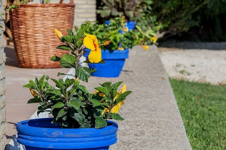 Apartamentos La Limonera