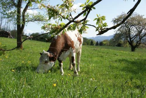 Agroturismo Ferienhof Edtmeier