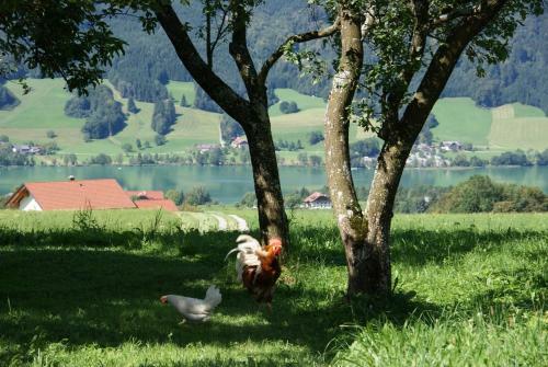 Agroturismo Ferienhof Edtmeier