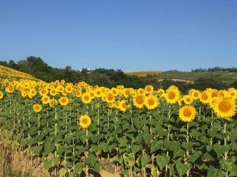 Agroturismo Fattoria Poggio Capponi