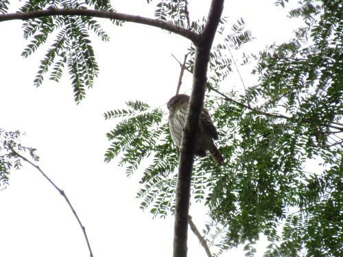 Macaw Bank Jungle Lodge