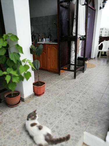 Hostal South Beach Villa