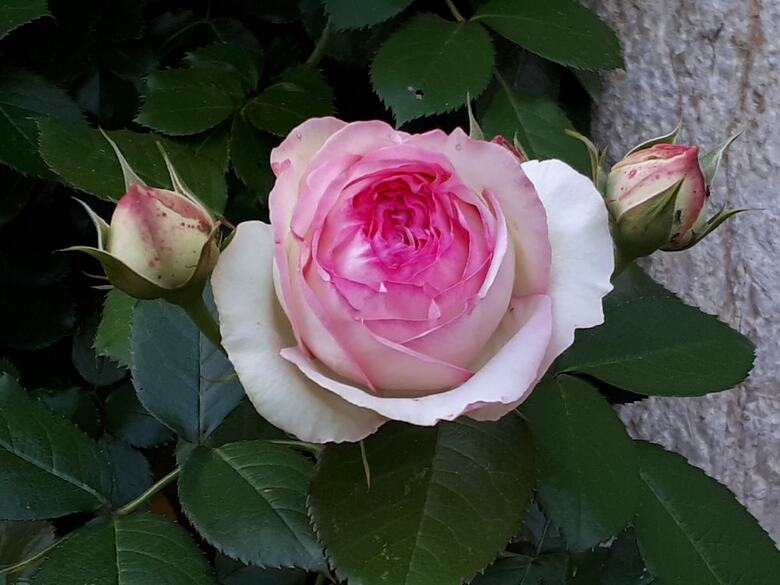 Bed & Breakfast Le Clos de L'oiselon