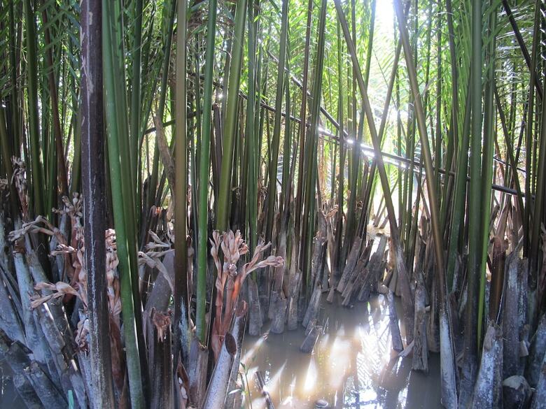 Hotel Ben Tre Farm Stay
