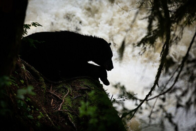 Posada Spirit Bear Lodge