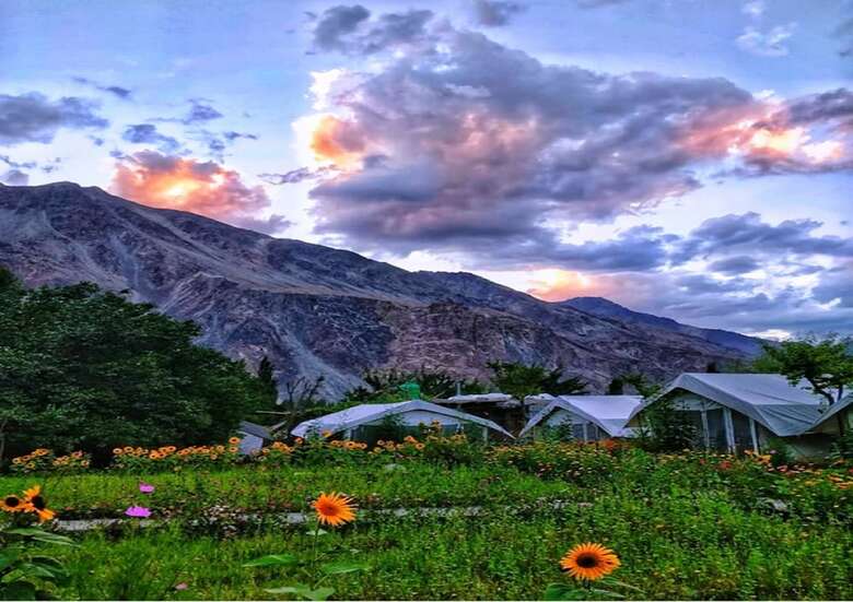 Hotel Tih Buckwheat Root Camp - Turtuk