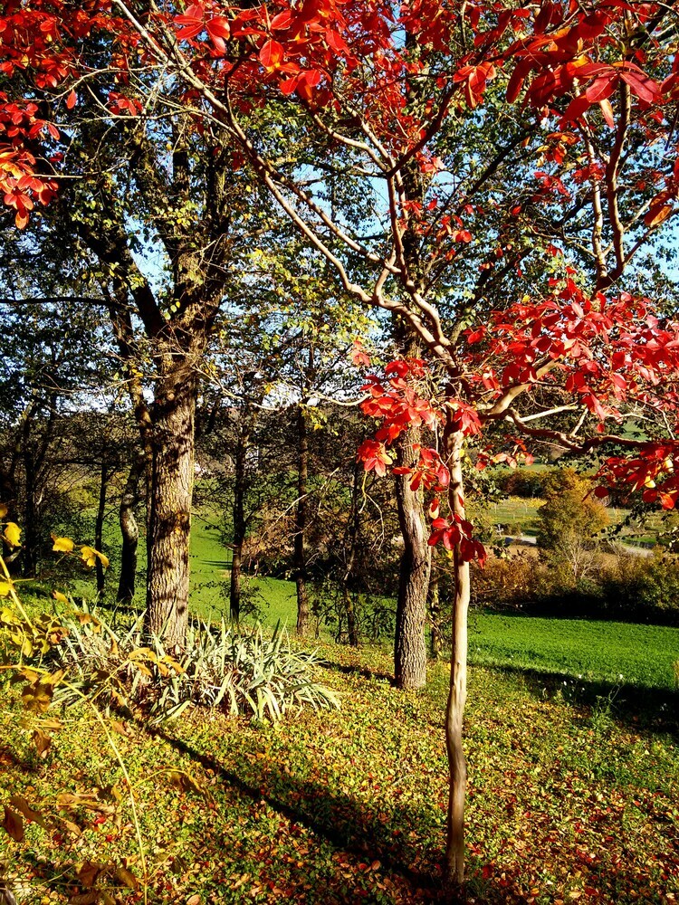 Agroturismo Agriturismo Casa Greppo