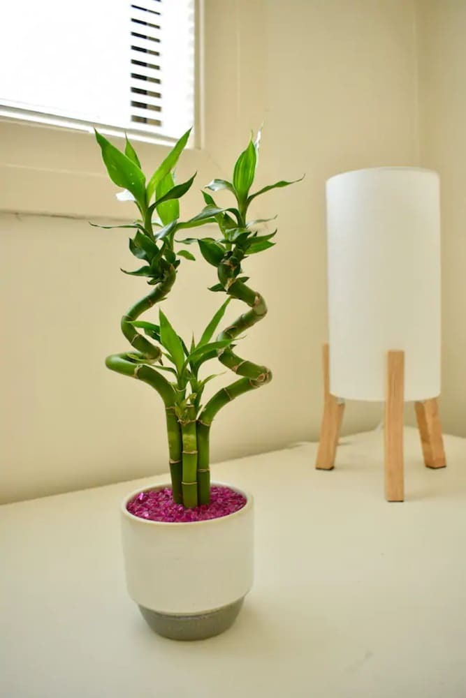 Apartamentos Bright And Breezy Bondi Beach Pad