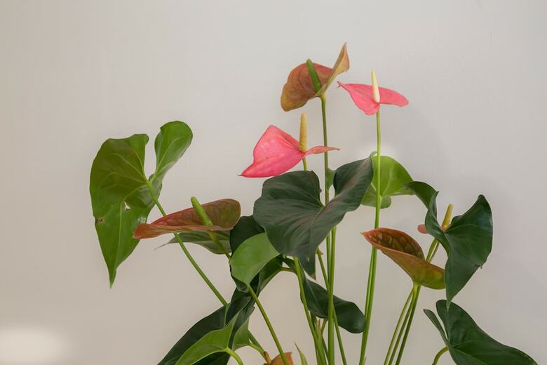 Beato Premium Charming Apartment