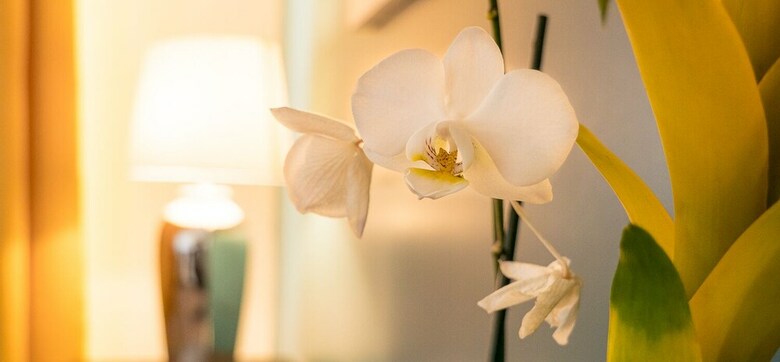 Apartamento Appartement Les Orchid�es Portail Louis