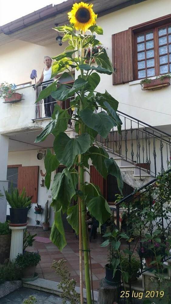 B&B Il Girasole - A Casa Di Ale