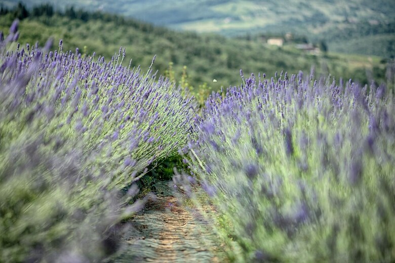 Apartamento Luxury Chianti In La Farfalla