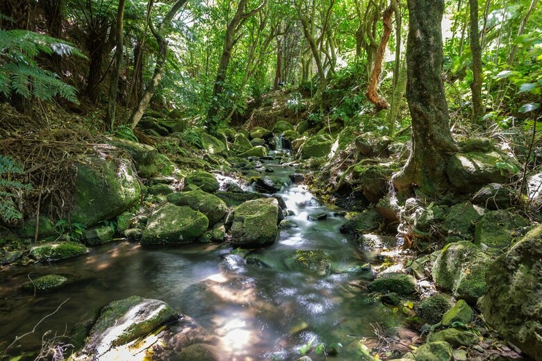Kahikatea Retreat
