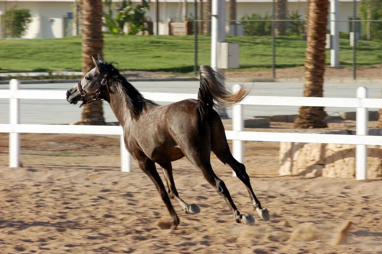 Concorde El Salam Sharm El Sheikh Sport Hotel