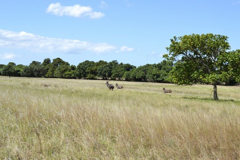Hluhluwe Bush Camp