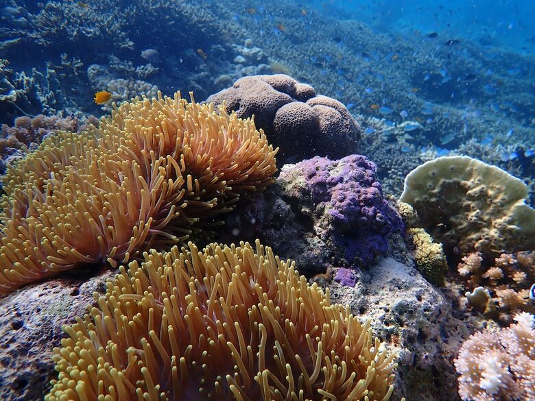 Hotel Alegria Dive Resort