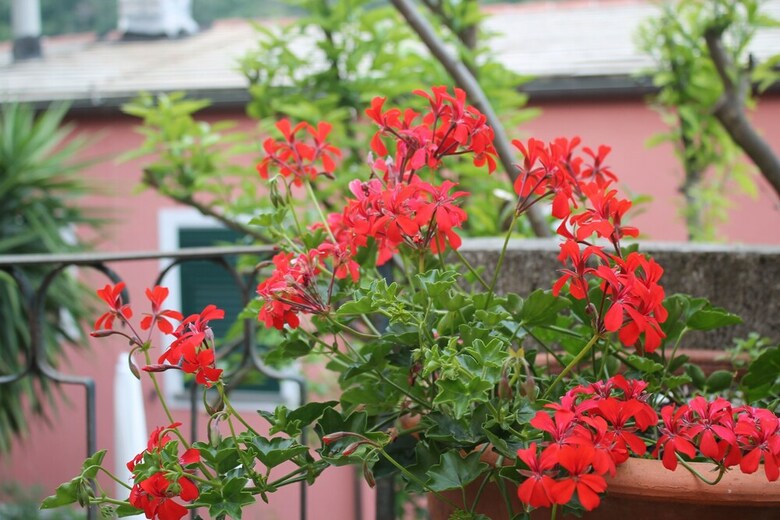 Apartamento La Gatta Cleo