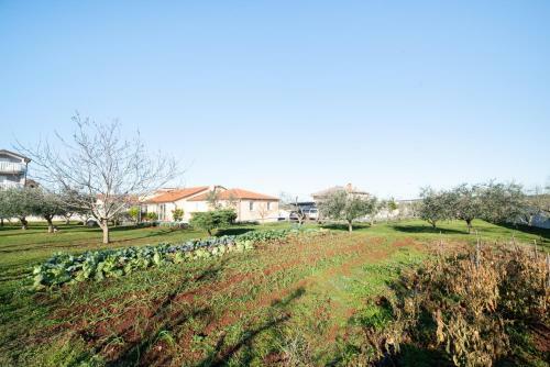 Olive & Lavender Villa With Pool