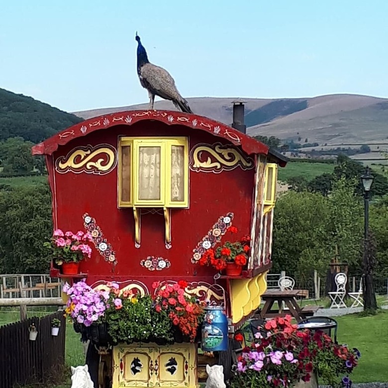 Cabana Rosie Gypsy Wagon