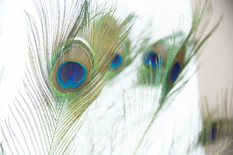 Apartamentos The Peacock Pad