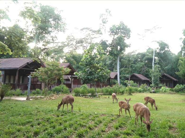 Hotel G-land Joyo's Camp