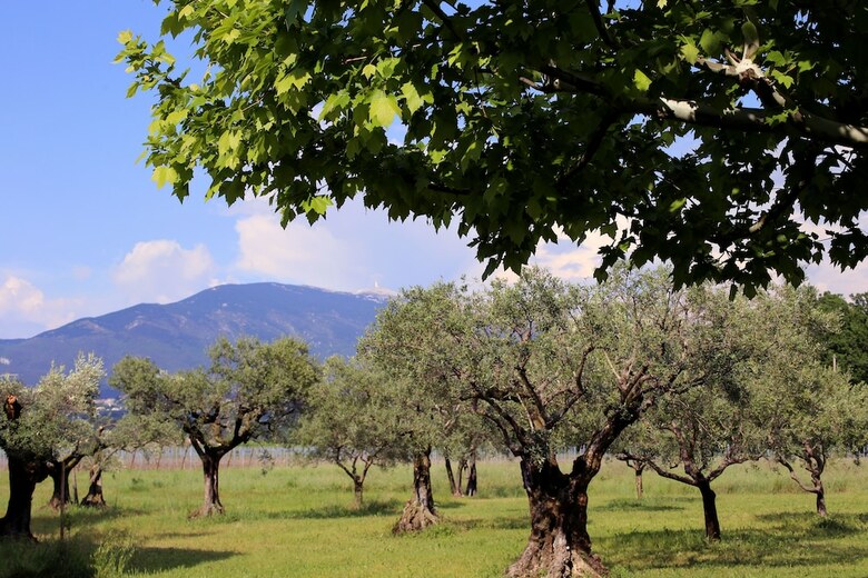 Domaine de Mas Caron