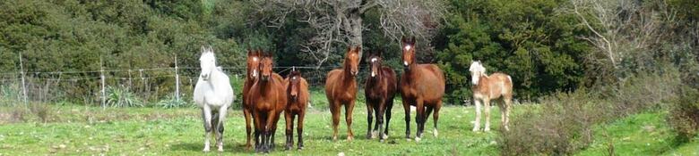 Agroturismo Agriturismo Le Scuderie de Morimenta