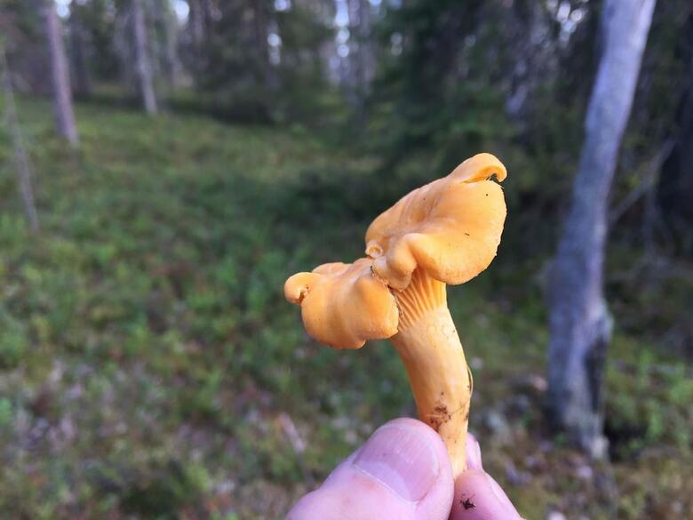 Aparthotel Villa Happy Fox