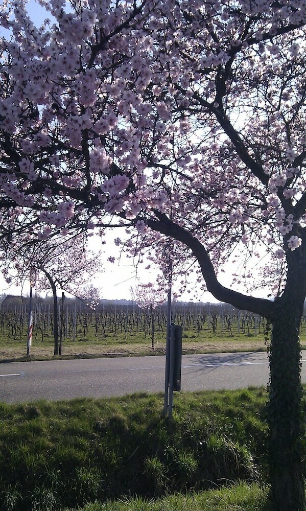 Pension G�stezimmer  Weingut Peter