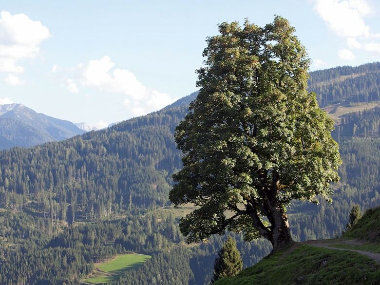 Beautiful Apartment In Wagrain Near Ski Area