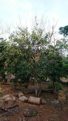 Hostal Cucuve Eco Lodge