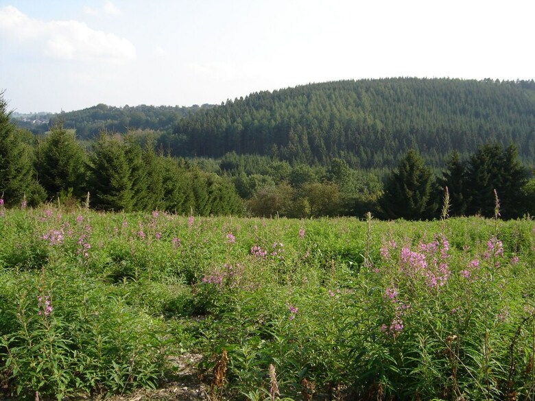 Cosy Holiday Home In Sourbrodt With Sauna