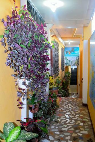 Apartamentos Suites Tintorera