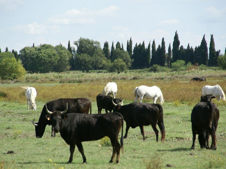 Luxurious Holiday Home With Private Pool In Port Camargue