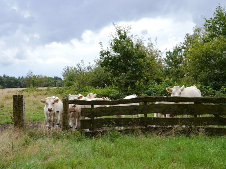 A Beautiful, Link-detached Farm House In The Drentse Wapse