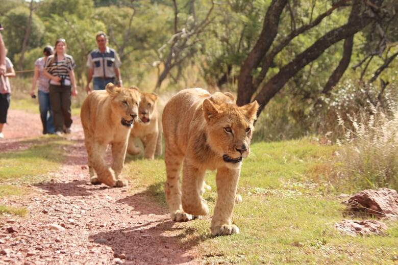 Hostal Lion's Den Backpackers