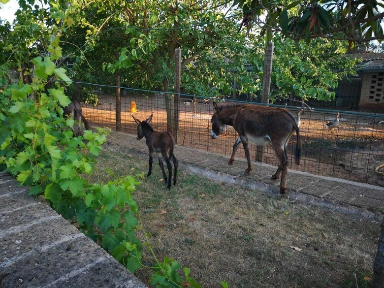 Agroturismo Masseria Provenzani