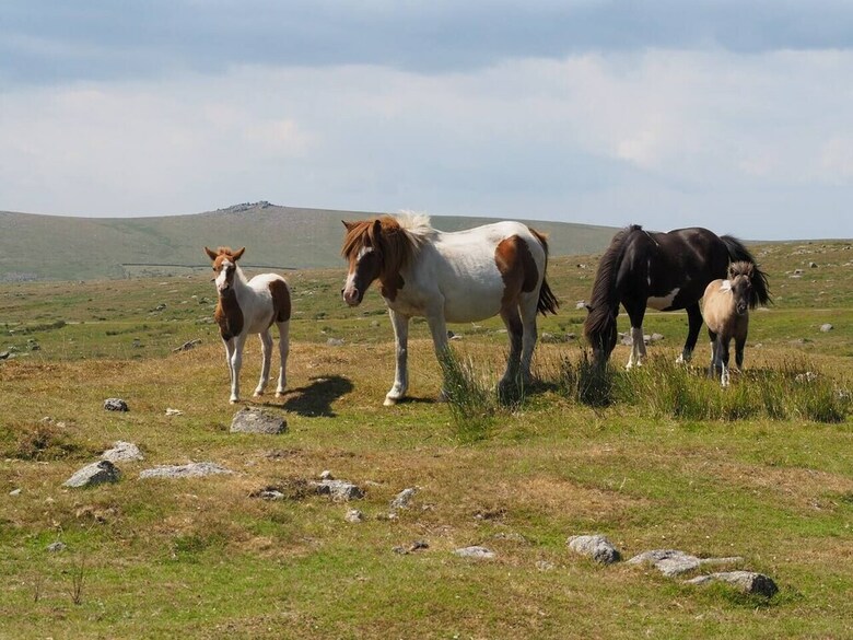Dartmoor Barn On North Hessary Tor