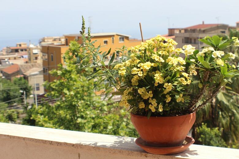 Apartamento Orchidea