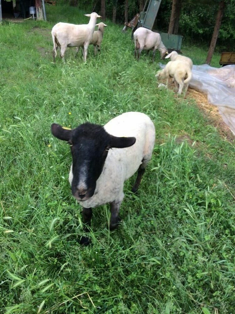 Agroturismo Agricola La Chiusa