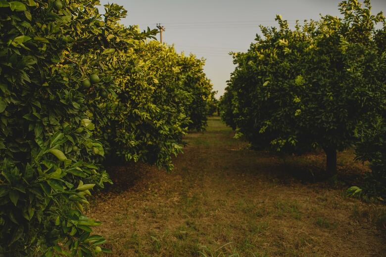 Hotel Orangia Ecohosting Farm