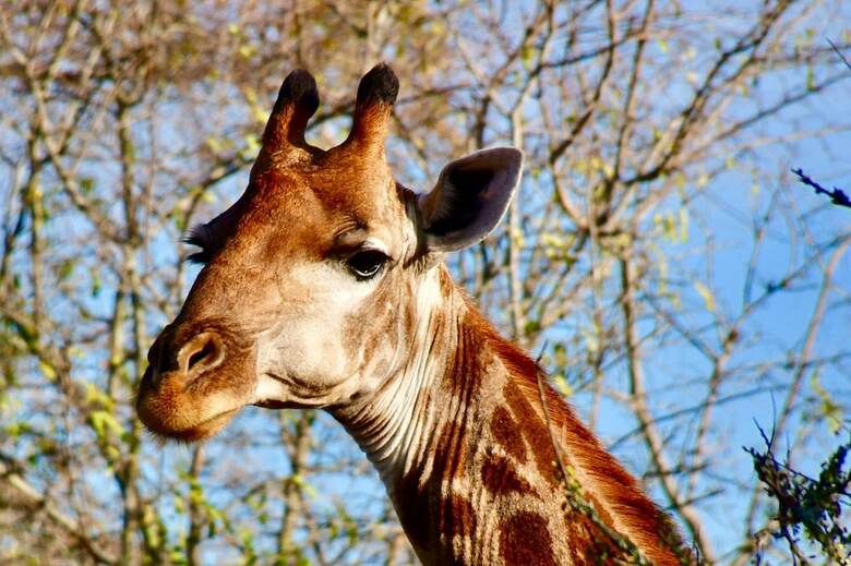 Hotel Phelwana Game Lodge