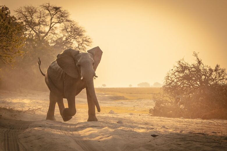 Boteti Tented Safari Lodge