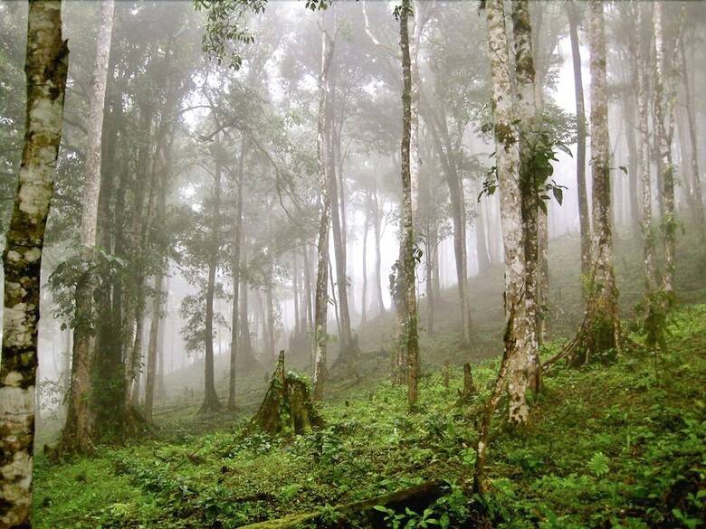 Posada Finca Esperanza Verde
