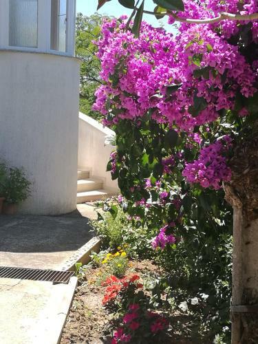 Apartments Amelie