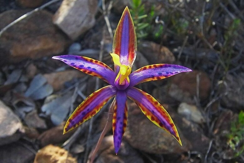 Aparthotel 101 Oatlands
