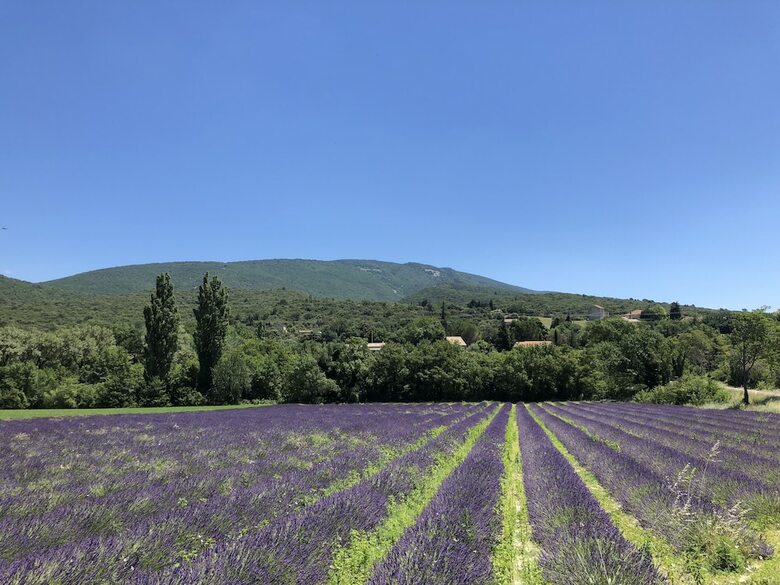 Fleur De Lez