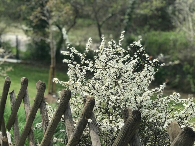 Fleur De Lez