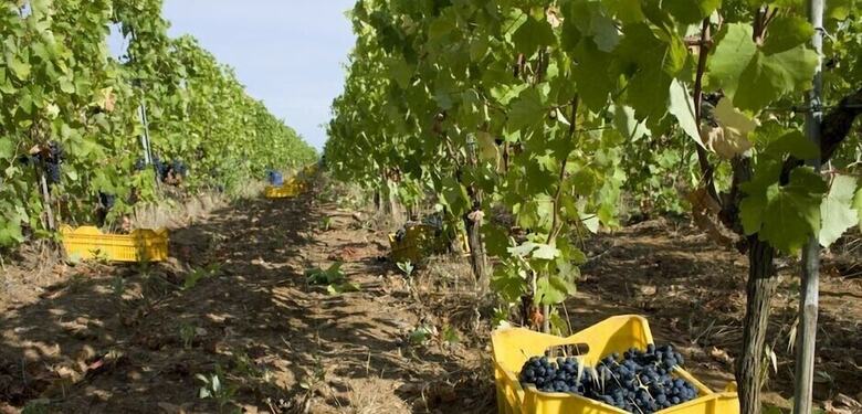 Agroturismo Podere San Michele